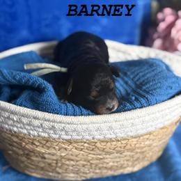 Barney - Tri-color male Cavapoo puppy in Sun City, Arizona from AZ Cavapoos