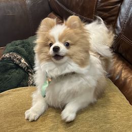 Pomeranian and Pomsky All Grown Up from Southern Poms of Texas