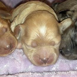 Cutie - Buff female Cockapoo puppy in Klingerstown, Pennsylvania from Schaible Family Puppies