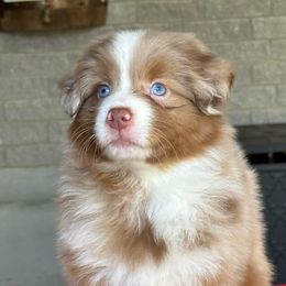 Fern - Red merle female Miniature American Shepherd puppy in Florseville, Texas from Ashber Farm