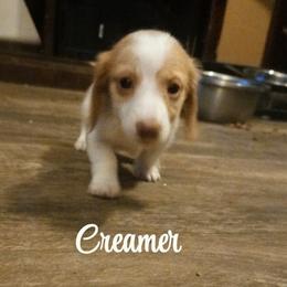 Creamer - Piebald female Dachshund puppy in Hollis, Oklahoma from Write Breed Doxies