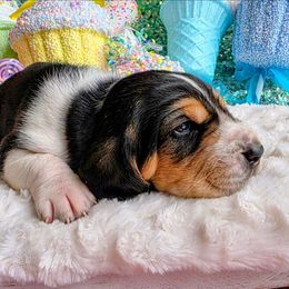 Eve - Black brown and white female Basset Hound puppy in Big Rapids, Michigan from Basket Hound Bassets