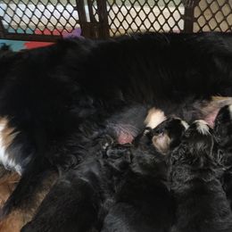 Bernese Mountain Dog Puppies from Blue Ridge Mountains - Bernese Mountain Dog Pups