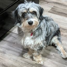 Ashen - Aussiedoodle