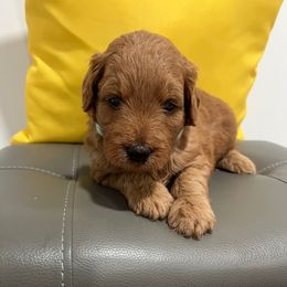 Female 1 - Apricot female Goldendoodle puppy in West Warwick, Rhode Island from Lil Rhody’s Goldendoodles