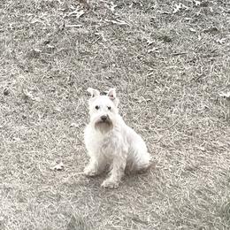 Foxy - Miniature Schnauzer
