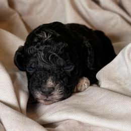 Sailor - Black and white male Cockapoo puppy in Saint Louis, Missouri from Jax Doodles