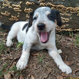 Miniature Australian Shepherds from Ricochet  Aussies