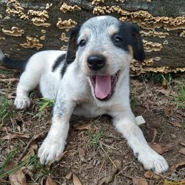 Miniature Australian Shepherds from Ricochet  Aussies