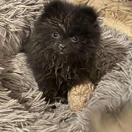 Abigail - Black female Pomeranian puppy in Clovis, California from Netzi Poms