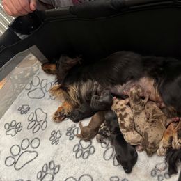 Monica - Black and tan Dachshund puppy in Humble, Texas from Foley Dachshunds