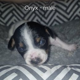 Onyx - White and black male Teddy Roosevelt Terrier puppy in Murray, Kentucky from Froschwald German Shepherds and Xanadu Teddy Roosevelt Terriers