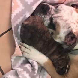 Olde English Bulldogge Puppies from Gods Of Olympus Bulldogges