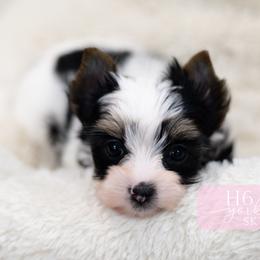 Skye - Parti female Yorkshire Terrier puppy in Austin, Texas from H6 Yorkies
