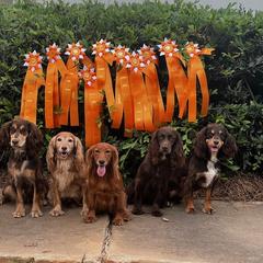 English Cocker Spaniel All Grown Up from SunSage Sporting Dogs