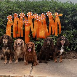 English Cocker Spaniel All Grown Up from SunSage Sporting Dogs