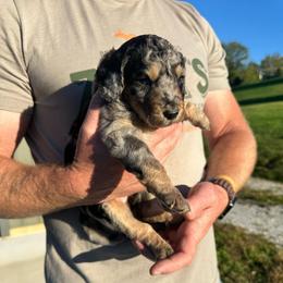 Salem - Blue merle female Aussiedoodle puppy in Berrien Spring, Michigan from Red Bud Beautiful Doodles