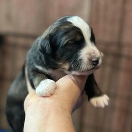 Independence - Sable male Bernedoodle puppy in Kansas City, Missouri from Beary GoldenDoodles