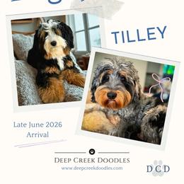 Bernedoodle puppies from Deep Creek Doodles