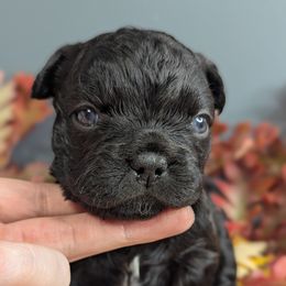 French Bulldog Puppies from Upstate Champion Kennels