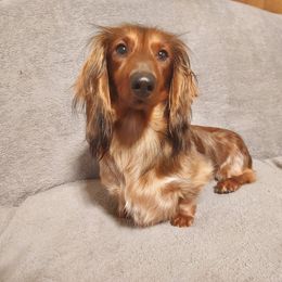 Jane - Dachshund