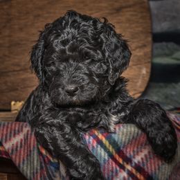Australian Labradoodle Puppies from Catskill Country Labradoodles