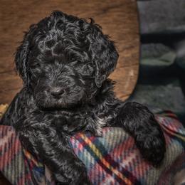 Australian Labradoodle Puppies from Catskill Country Labradoodles
