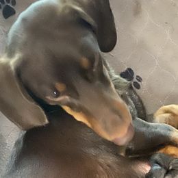 Dachshunds from Michael's Dachshunds