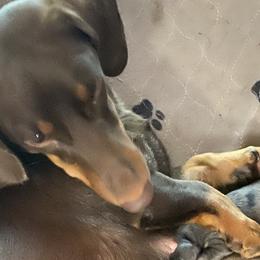 Dachshunds from Michael's Dachshunds