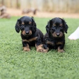 Dachshund Puppies from Rising Dawn Dachshunds