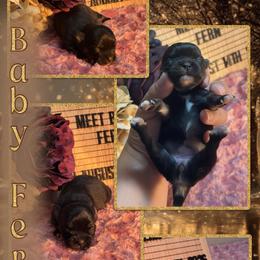 Fern - Black and white female Chihuahua puppy in North Dakota from American Dream Chihuahua’s
