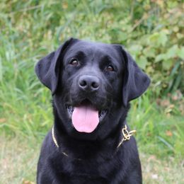 Cash - Labrador Retriever