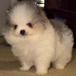Dexter - Blue merle male Pomeranian puppy in Youngstown, Ohio from Peachy Pomeranians