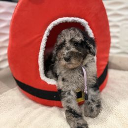 Sybil Stone - Merle female Goldendoodle puppy in Houston, Texas from Were The Mack'Doodles