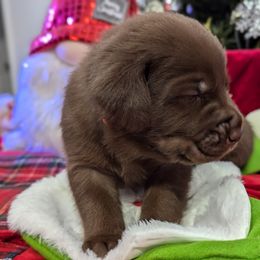 Labrador Retriever Puppies from Starfire Labradors