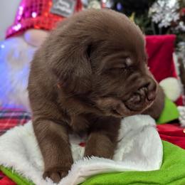 Labrador Retriever Puppies from Starfire Labradors