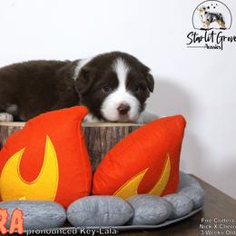 Australian Shepherd Puppies from Starlit Grove Australian Shepherds