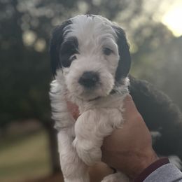 Purple Girl - Black and white Sheepadoodle puppy in Bristol, Tennessee from East Tennessee Sheepadoodles