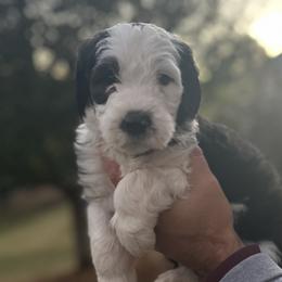Purple Girl - Black and white Sheepadoodle puppy in Bristol, Tennessee from East Tennessee Sheepadoodles