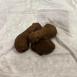 Female 2 - Red  female Poodle puppy in Modesto, California from Oso’s Red Toy, Mini, & Standard Poodles
