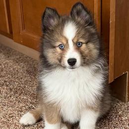 Slade - Sable & white male Toy Shetland Sheepdog puppy in Magnolia, Texas from Solace Shelties and Pomskies
