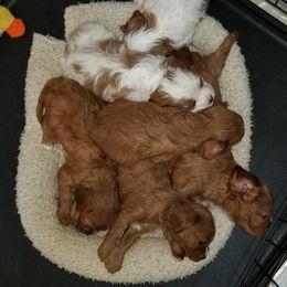 Cavalier King Charles Spaniel Puppies from Cavaliers of the County Macon