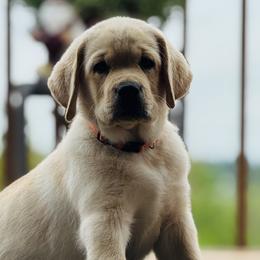 Labrador Retrievers from Trust in the Lord Labradors