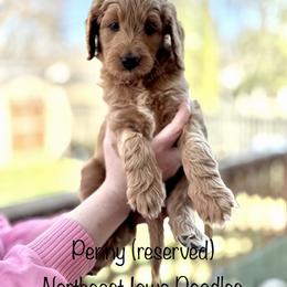 Penny - Apricot female Goldendoodle puppy in Cedar Falls, Iowa from Northeast Iowa Doodles