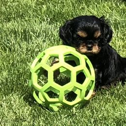 Cavalier King Charles Spaniel Puppies from MoxMox Cavaliers