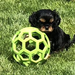 Cavalier King Charles Spaniel Puppies from MoxMox Cavaliers