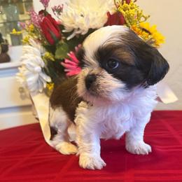 Bandit- Akc Champion Blood line - Tricolor male Shih Tzu puppy in Long Beach, California from Prieto Shih-Tzu's