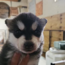 Siberian Husky Puppies from Spirit of the Moon Siberians