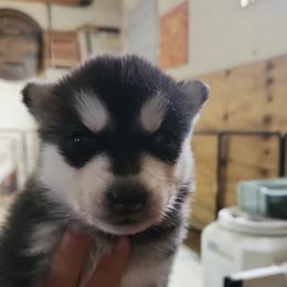 Siberian Husky Puppies from Spirit of the Moon Siberians
