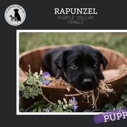 Girl 3 - Black Labrador Retriever puppy in Clayton, North Carolina from Carolina’s Swift Creek Labrador Retrievers